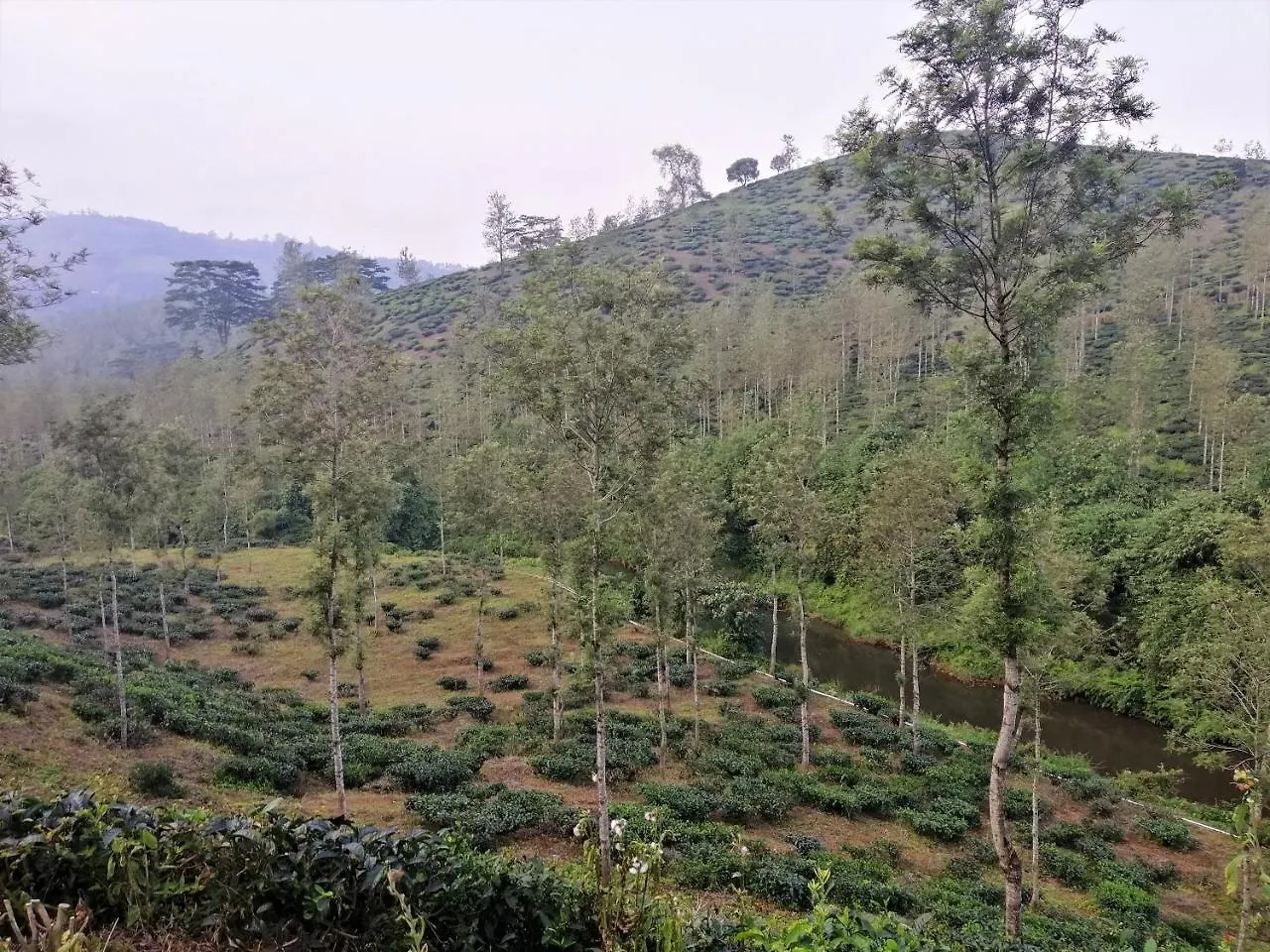 Noah'S Nest Tree House Apartment Thekkady Homestay